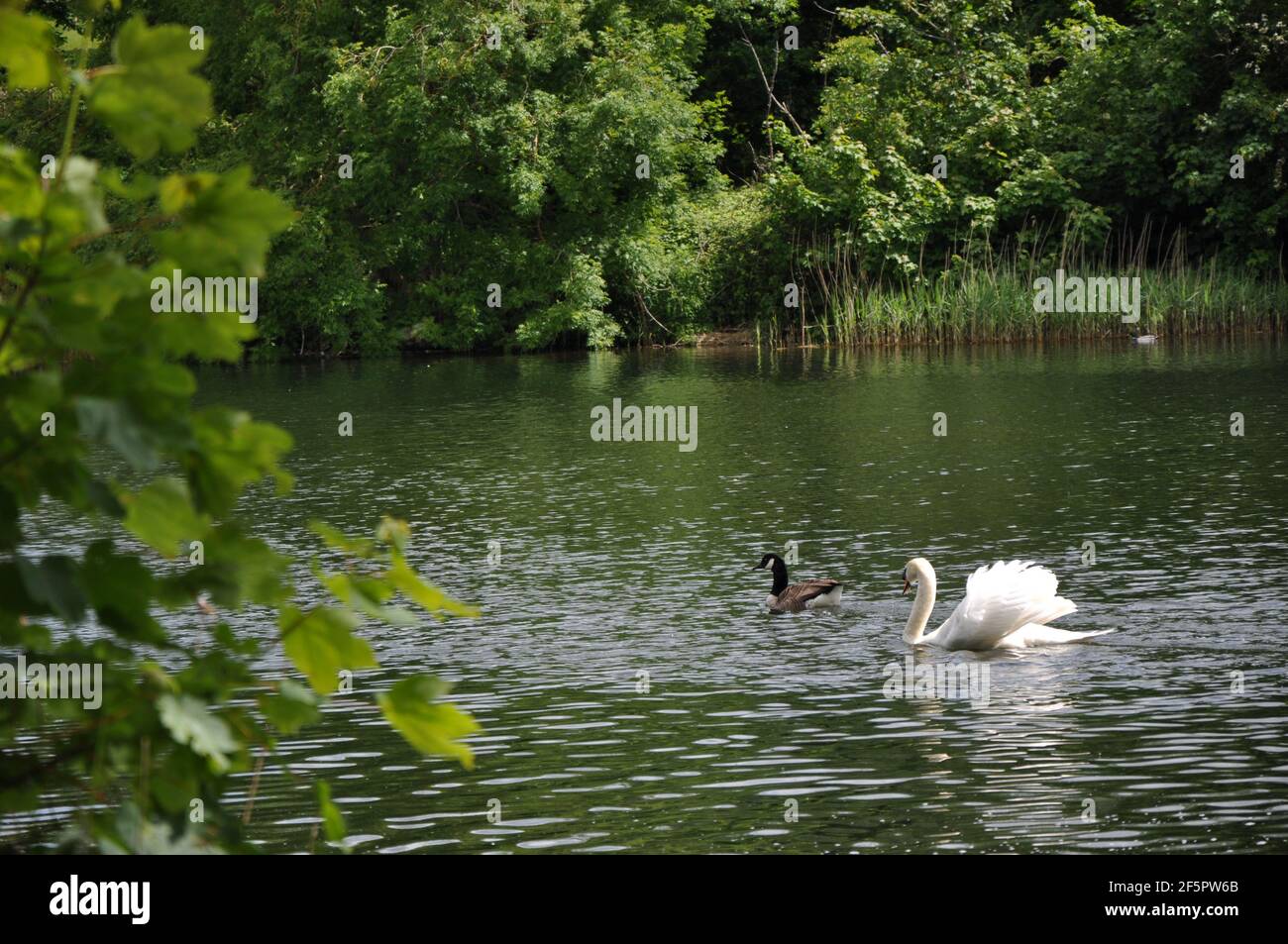 Faune au parc régional de Coate Water Banque D'Images