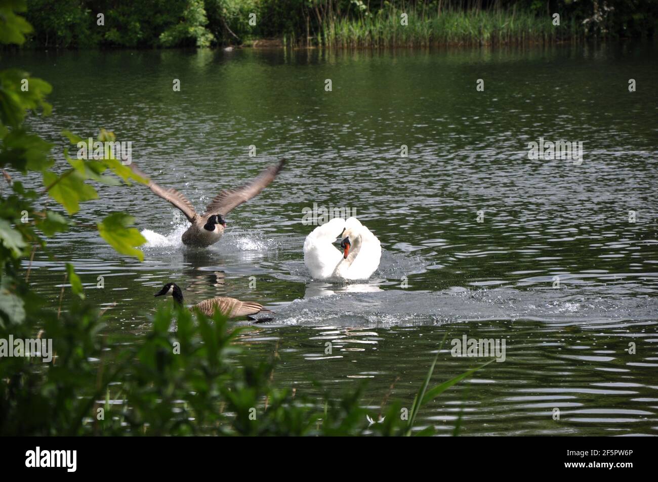 Faune au parc régional de Coate Water Banque D'Images