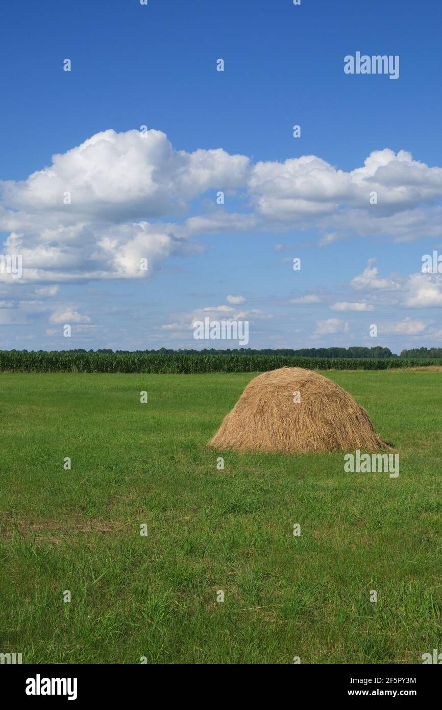 Des botte de foin sur une prairie verte sous un ciel bleu. Paysage pastoral pittoresque. Terres agricoles par une journée d'été claire. Cumulus blancs dans le ciel bleu. Banque D'Images