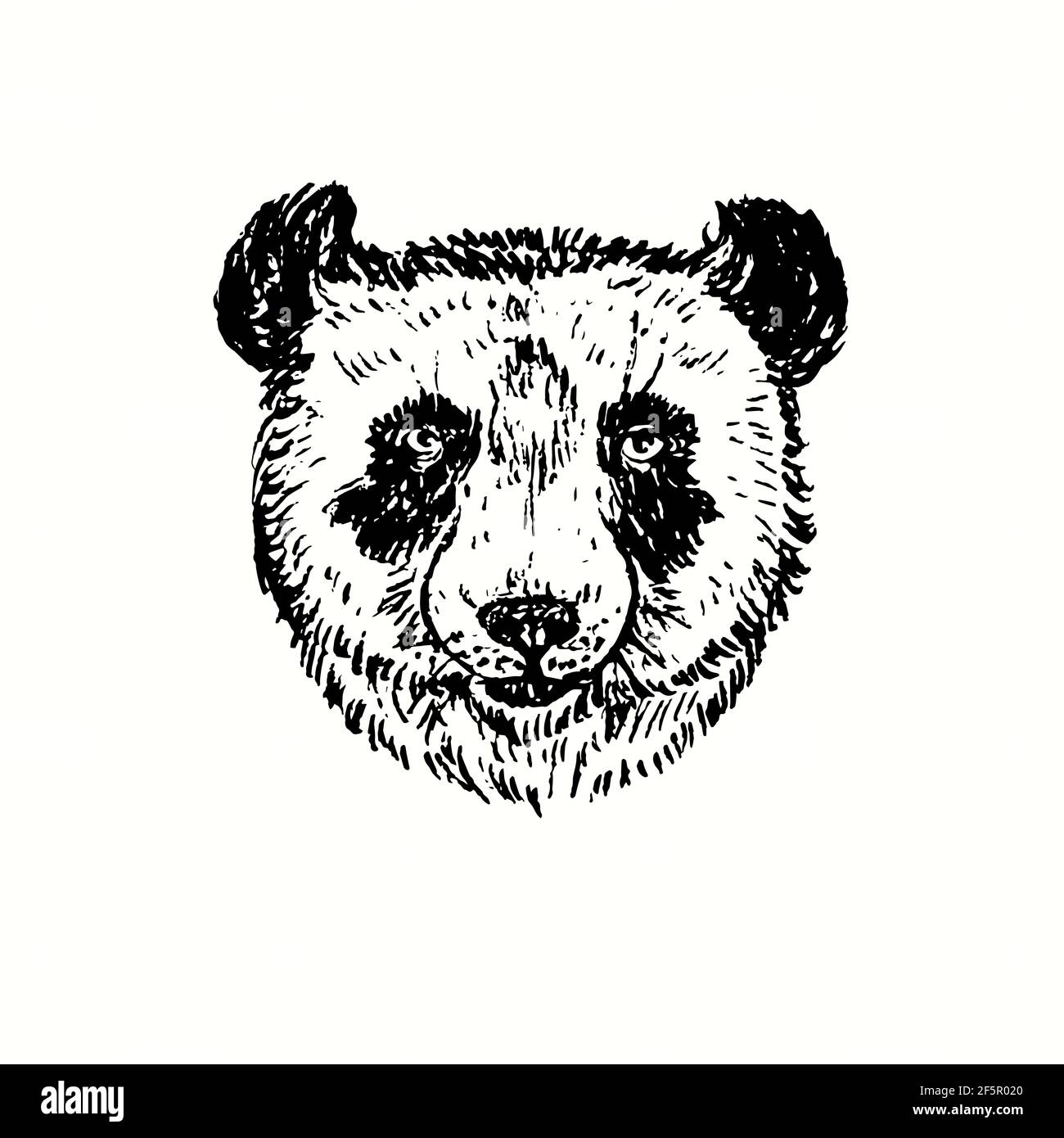 Vue avant du Panda.Dessin d'une boisée noire et blanche à l'encre. Banque D'Images