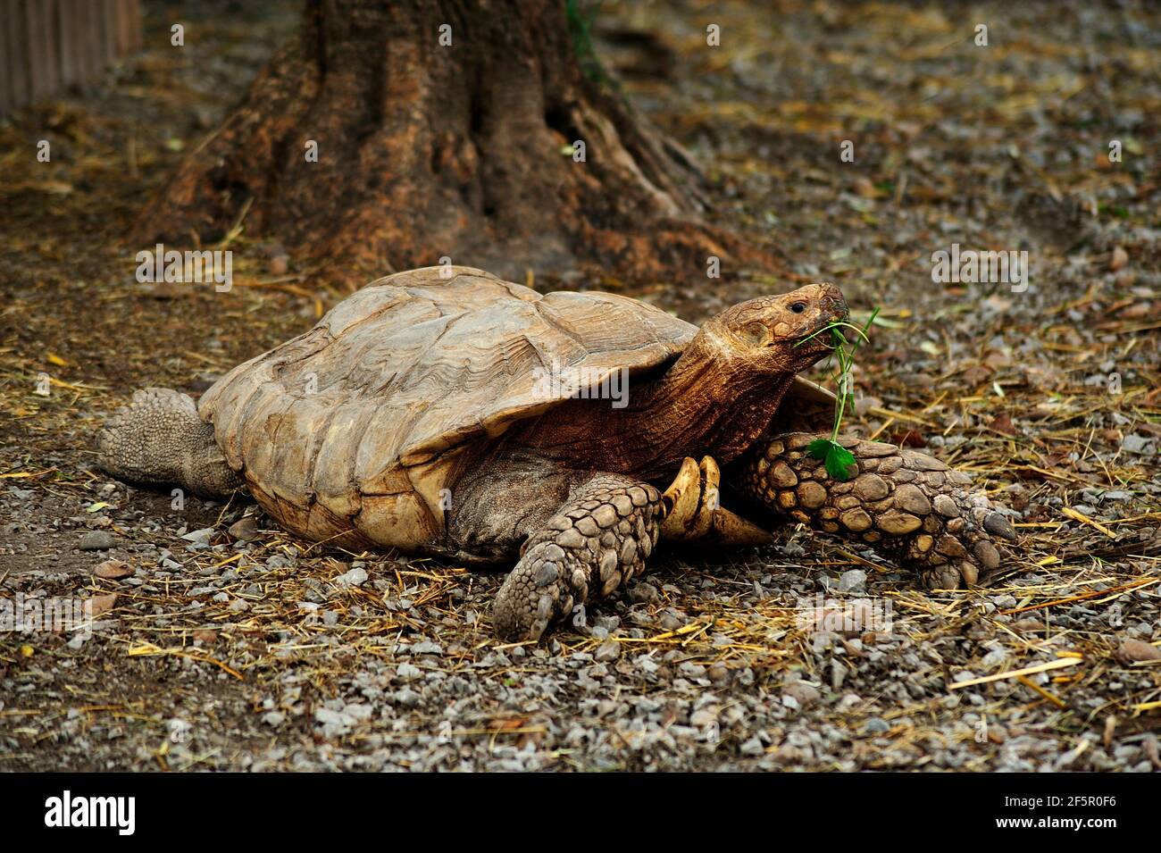 Une tortue géante. Banque D'Images