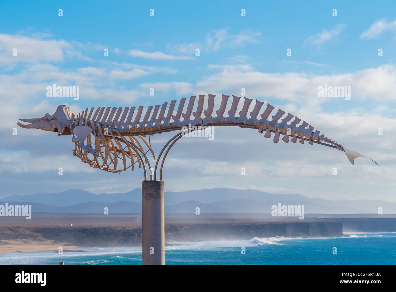 Squelette de baleine exposé à Fuerteventura, îles Canaries, Espagne. Banque D'Images