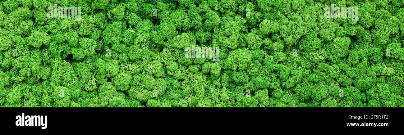 Fond de texture mousse, bannière panoramique avec mousse de renne verte dans le jardin ou à l'intérieur. Panorama des plantes de lichen sur le mur intérieur du bureau. Concept Banque D'Images