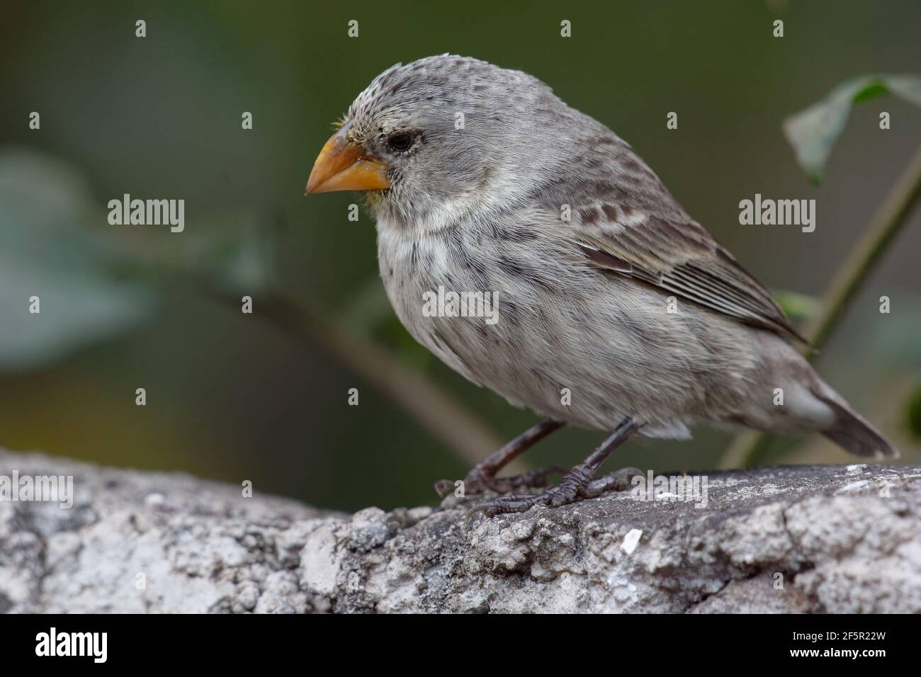 Femelle de grande taille Finch (Geospiza magirostris) - Îles Galapagos, Équateur Banque D'Images