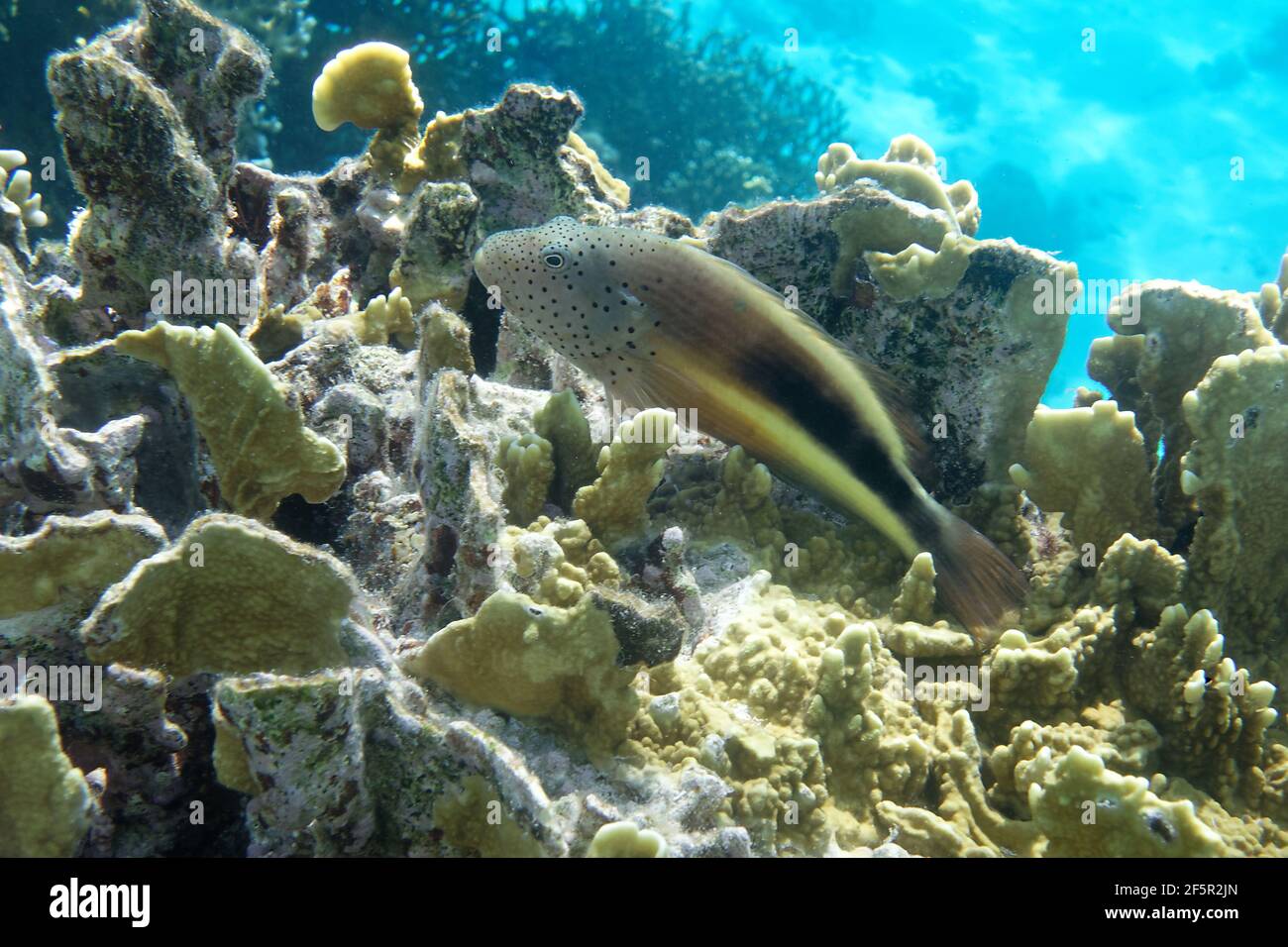 Poisson-faucon à flancs noirs (Paracirrhites avant-steri) en mer Rouge Banque D'Images