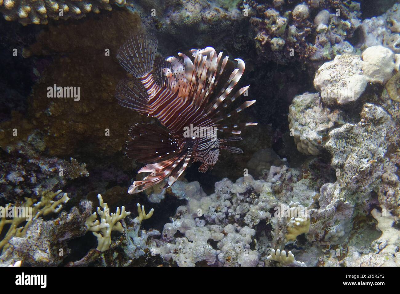 Diable de feu ou de lionfish commun (Pterois miles) dans la mer Rouge Banque D'Images