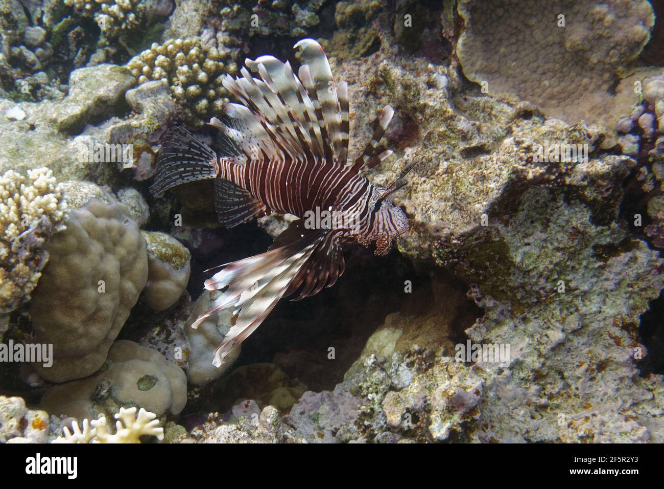 Diable de feu ou de lionfish commun (Pterois miles) dans la mer Rouge Banque D'Images