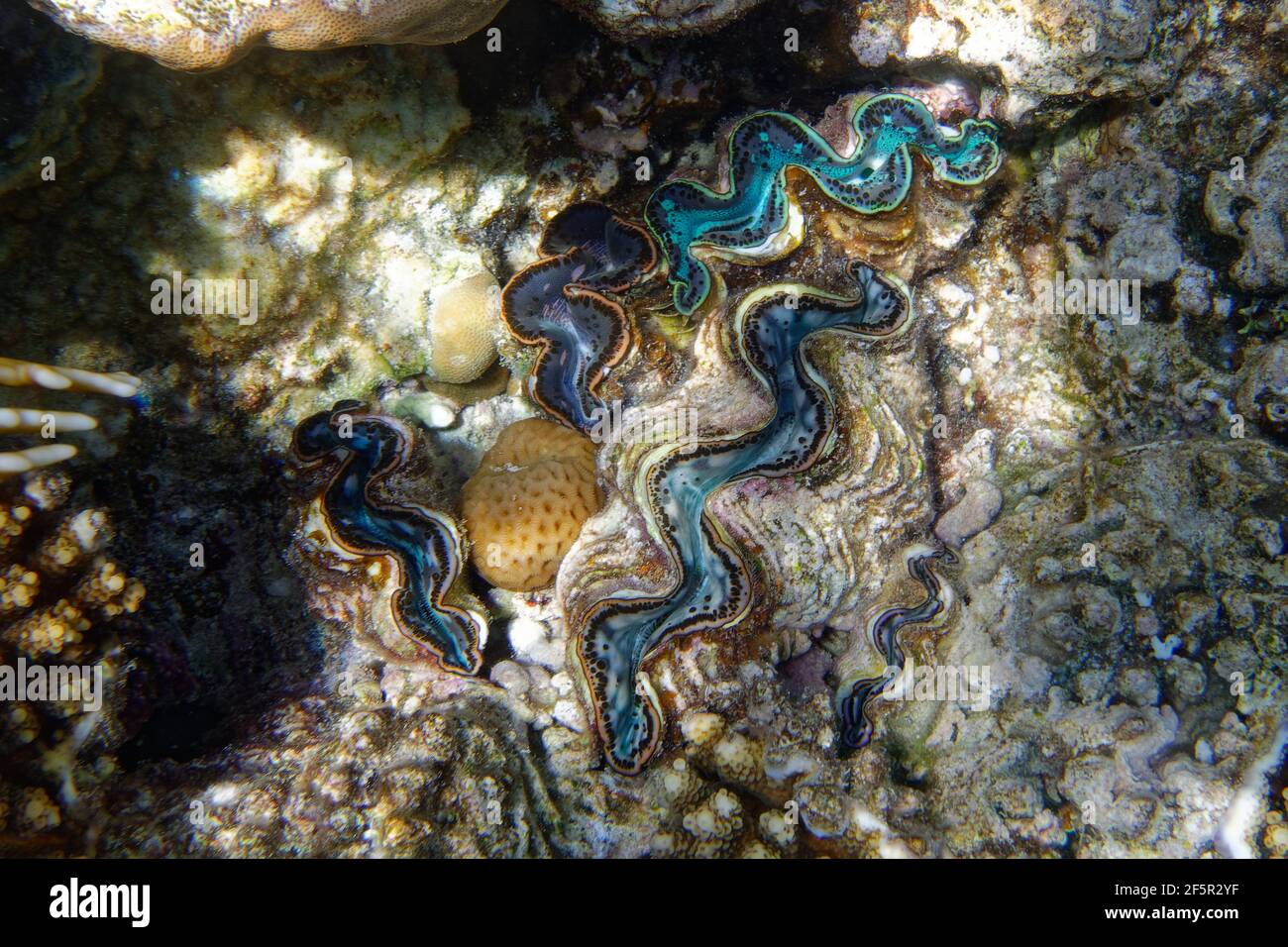 Palourdes géantes (tridacna maxima) en mer Rouge Banque D'Images