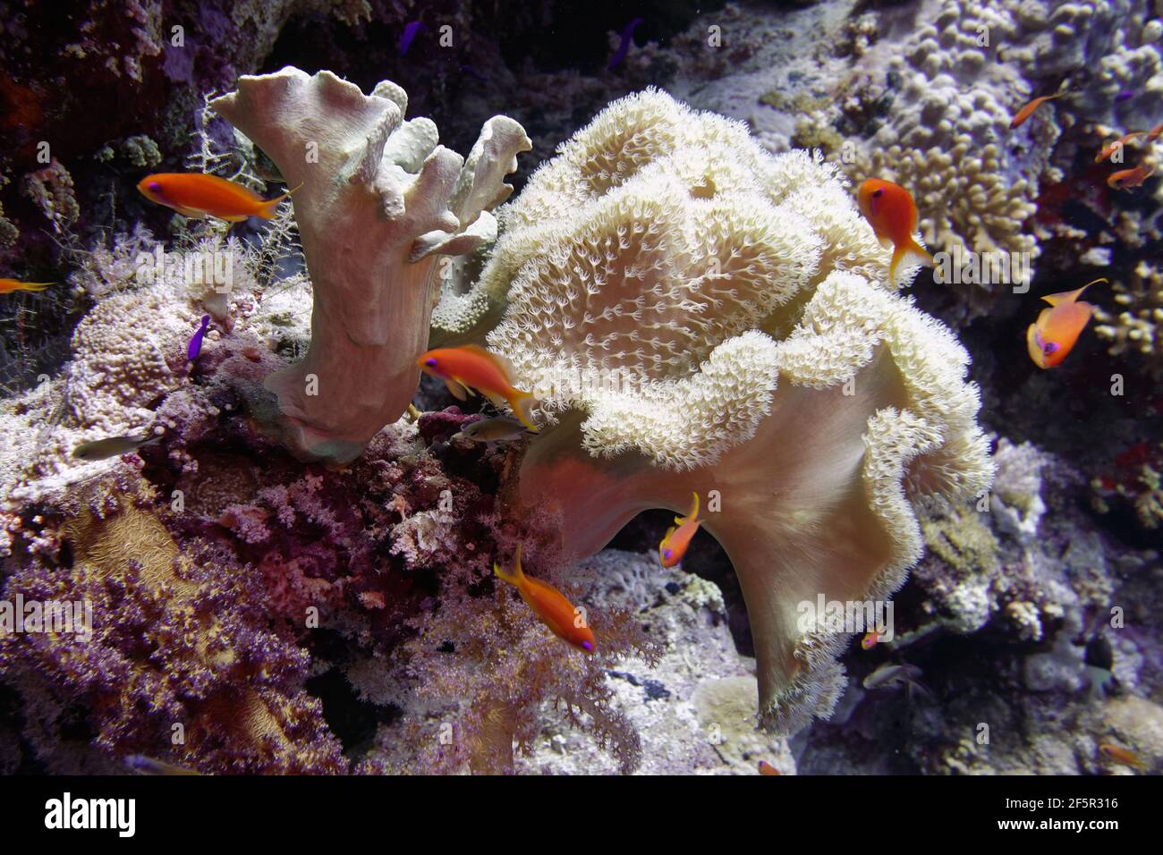 Cuir Mushroom doux (Sarcophyton trocheliophorum) en mer Rouge Banque D'Images