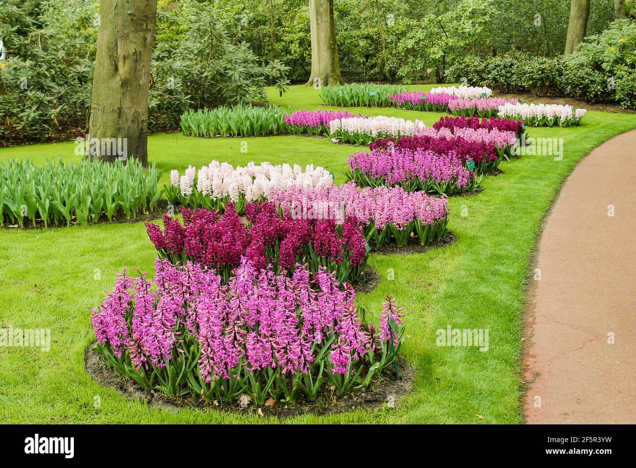 fleurs en jacinthe dans le jardin Banque D'Images
