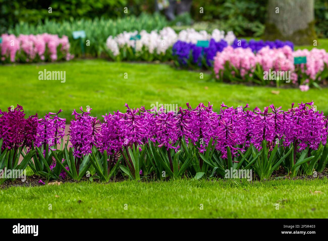fleurs en jacinthe dans le jardin Banque D'Images
