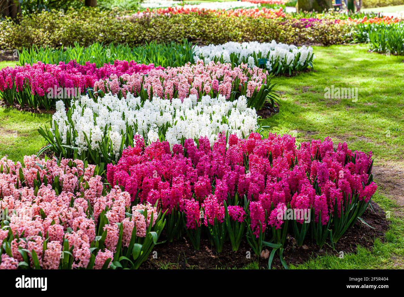 fleurs en jacinthe dans le jardin Banque D'Images