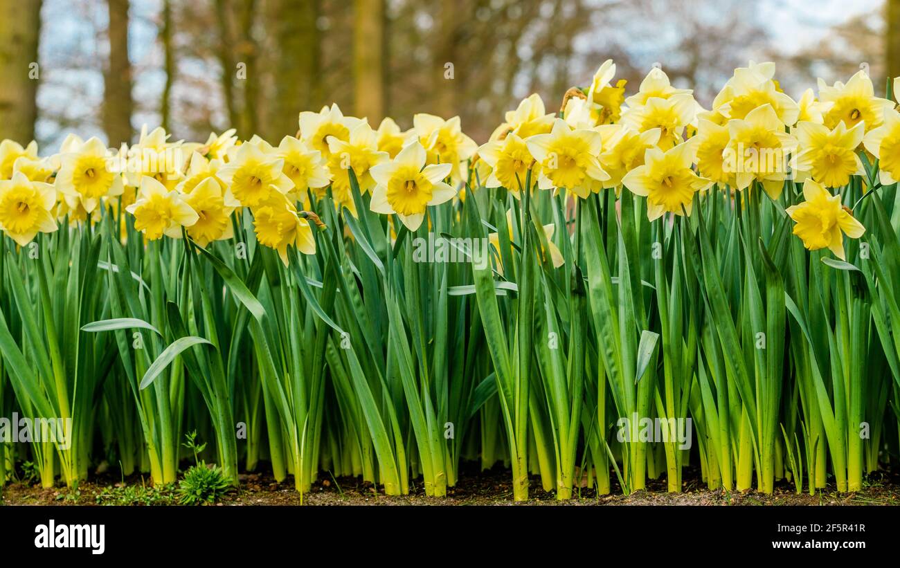 Narcisse Pseudonarcisse dans un champ le matin Banque D'Images