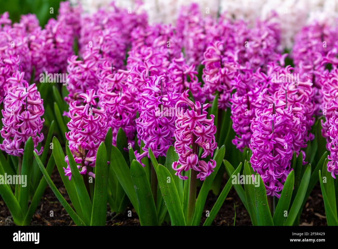 fleurs en jacinthe dans le jardin Banque D'Images