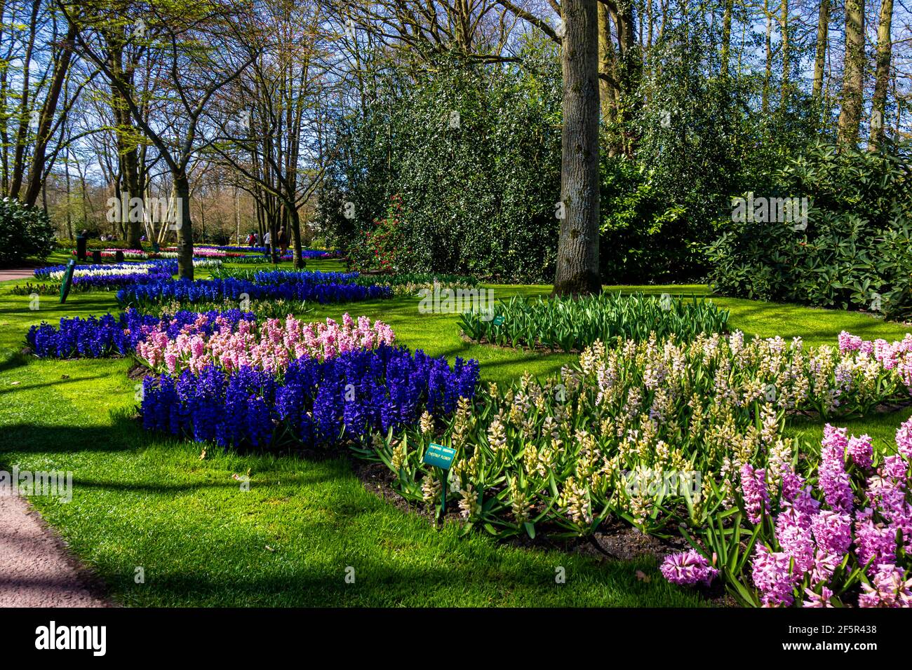 belles fleurs de jardin. Arrière-plan du ressort Banque D'Images