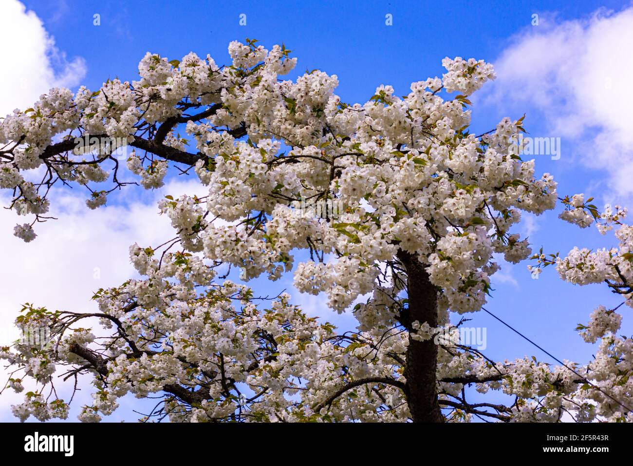 belles fleurs de jardin. Arrière-plan du ressort Banque D'Images