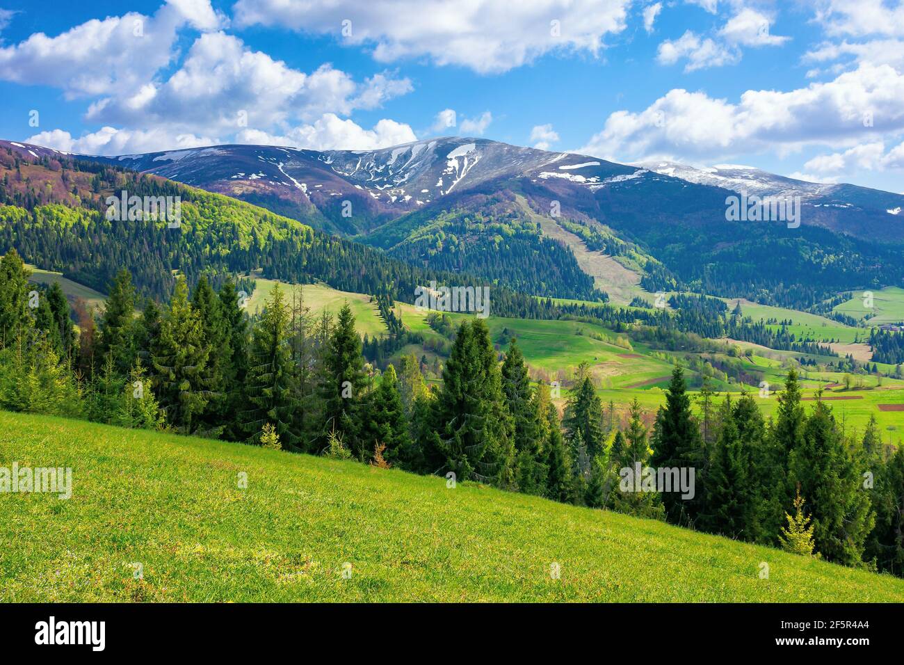 magnifique paysage de montagne. belle vue sur la nature alpine avec forêt d'épicéa. prairie herbeuse sur la colline. nuages moelleux sur un ciel bleu au-dessus du lointain Banque D'Images
