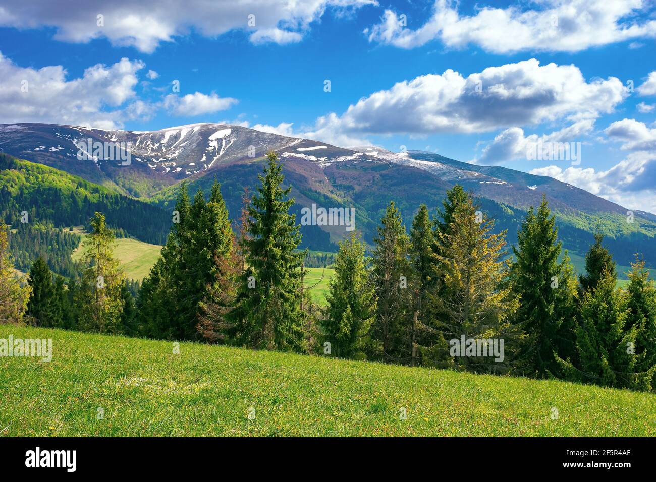 magnifique paysage de montagne. belle vue sur la nature alpine avec forêt d'épicéa. prairie herbeuse sur la colline. nuages moelleux sur un ciel bleu au-dessus du lointain Banque D'Images
