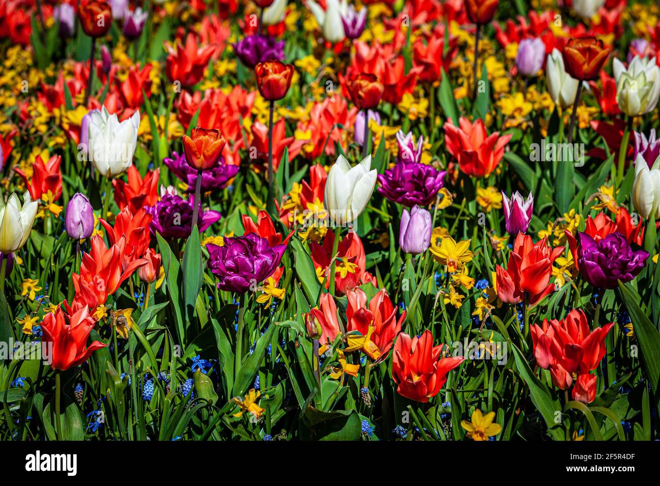 Tulips de fleurs de fond. Champ de tulipes Banque D'Images