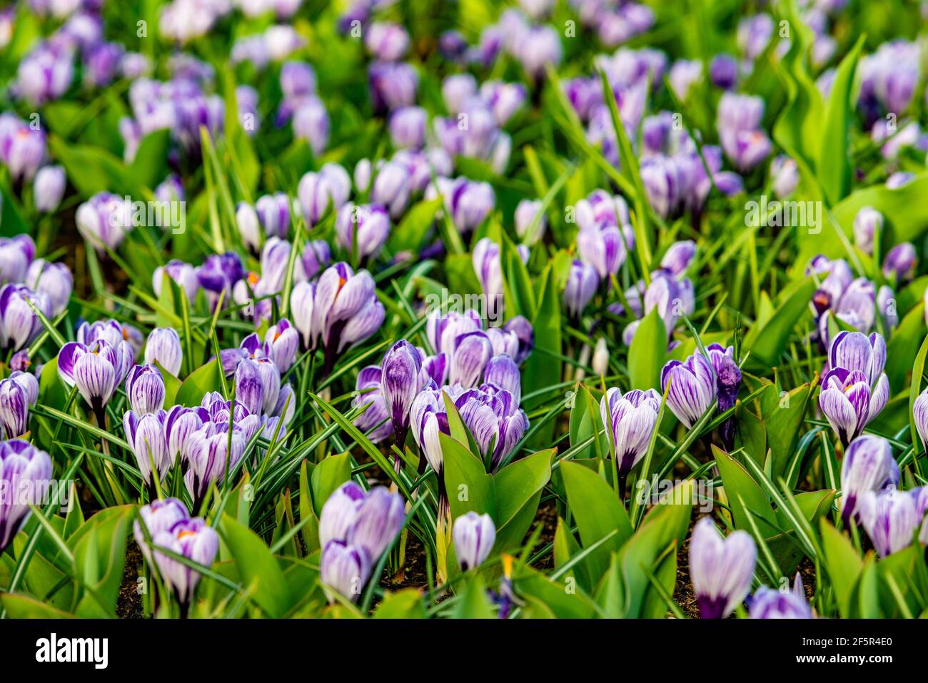 Champ de printemps avec fleurs de Crocus colorées Banque D'Images