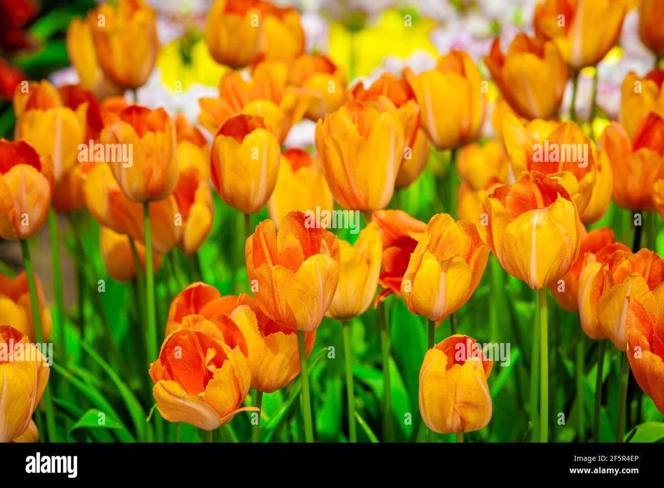 tulipes dans un magnifique jardin de printemps. Belles fleurs printanières. Banque D'Images