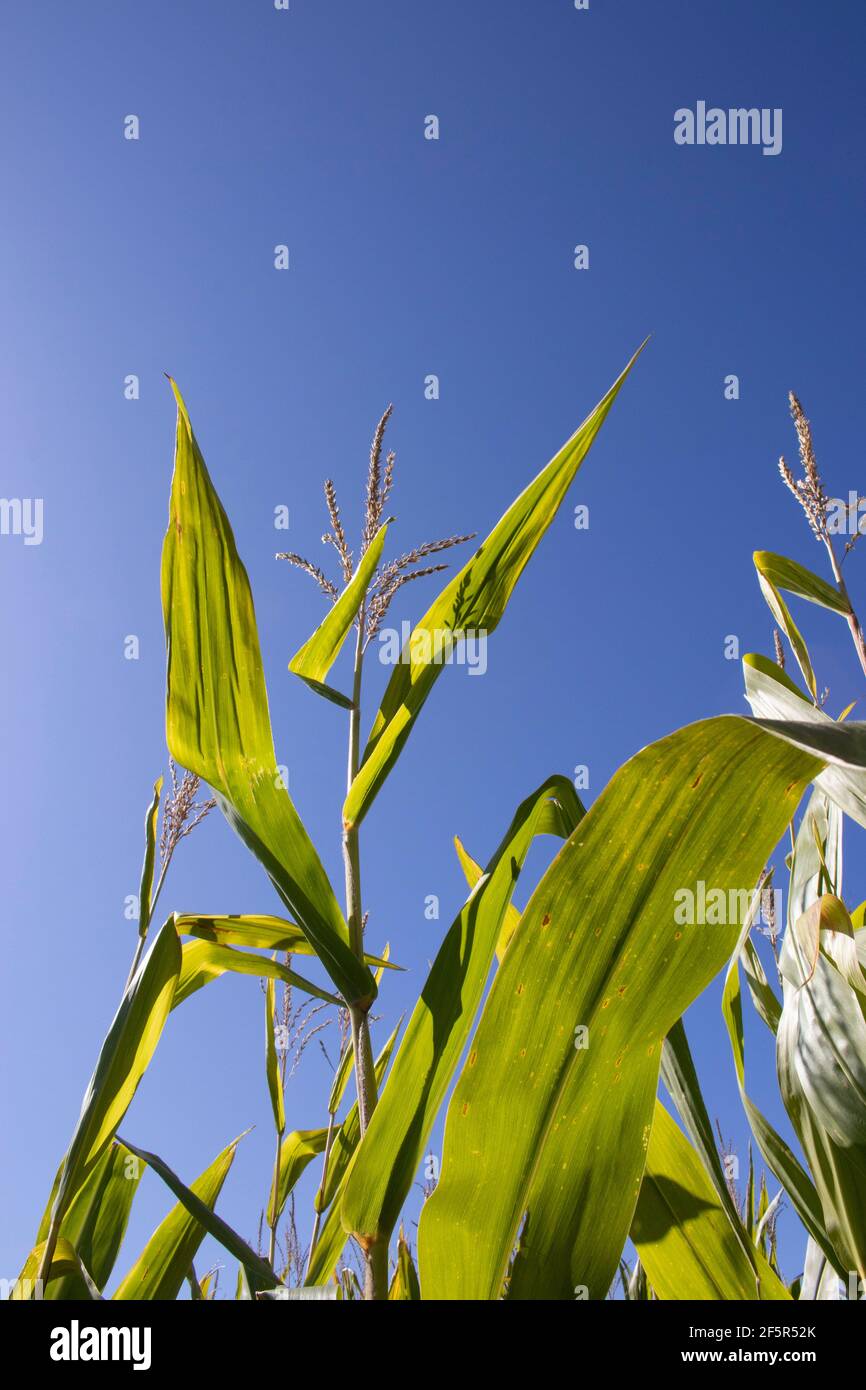 Tiges de maïs de grande taille avec fond ciel bleu prêtes pour la récolte à la fin de l'été Banque D'Images