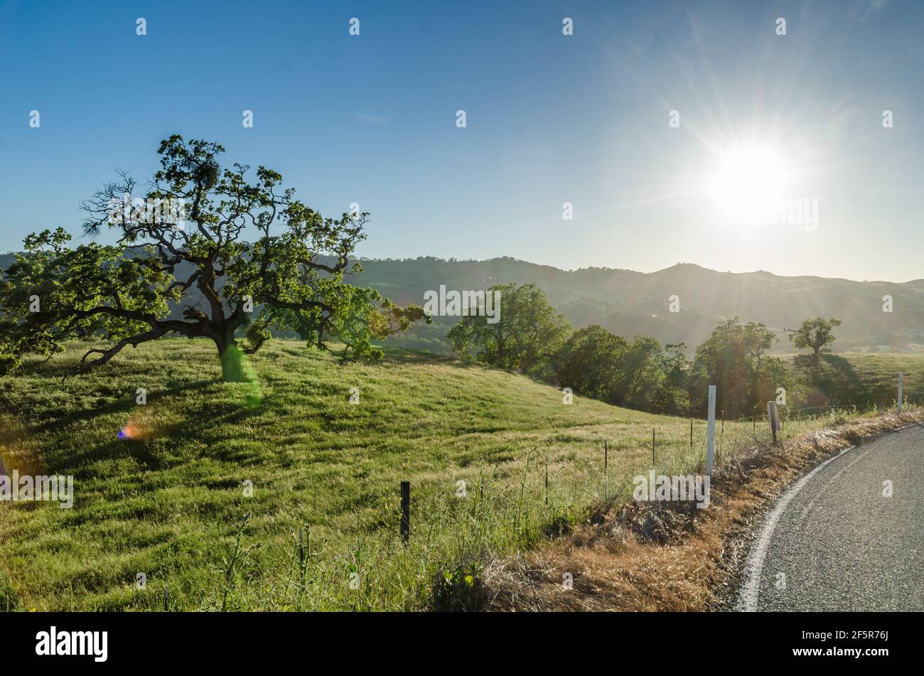Route avec gros arbre en soirée d'été Banque D'Images