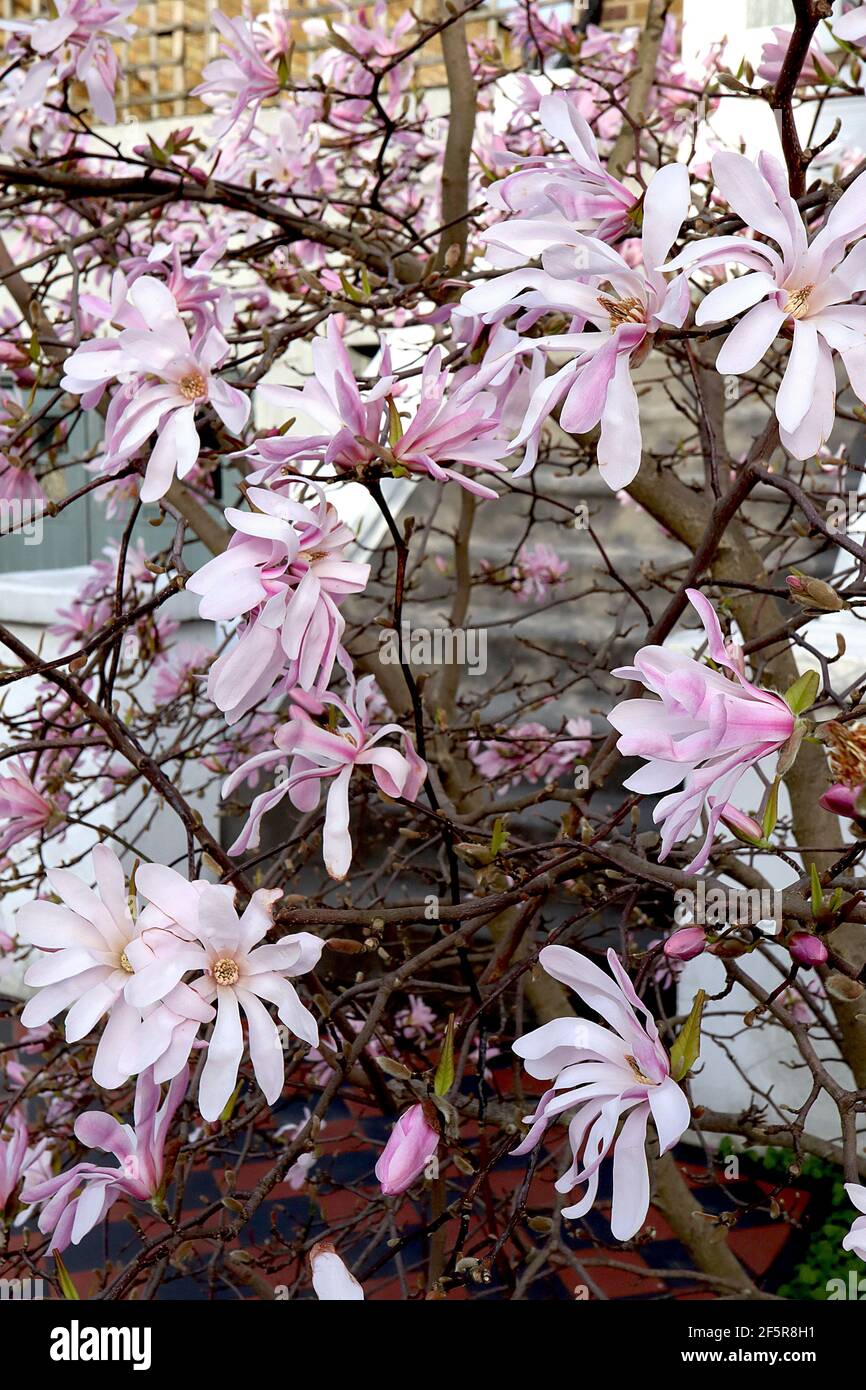 Magnolia stellata étoile « rosea » Magnolia rosea – longs pétales blancs avec dos de pétale rose, mars, Angleterre, Royaume-Uni Banque D'Images