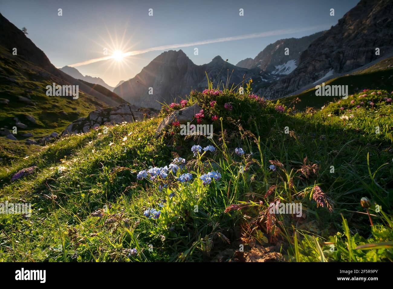 fleurs sauvages dans les montagnes printanières au lever du soleil Banque D'Images