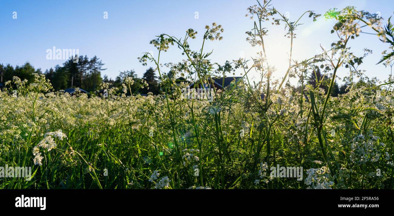 Gros plan de beau terrain d'été plein de fleurs blanches de persil de vache, le soleil brille, arrière-plan flou avec des maisons et le bord de la forêt, ciel bleu. Fleurs k Banque D'Images
