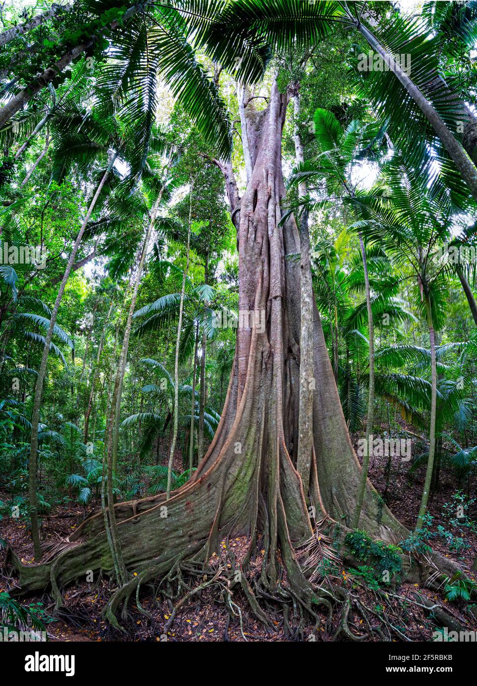 Racine d'arbre de contrefort, forêt tropicale humide Tropics, Mission Beach Nord Queensland Australie Banque D'Images