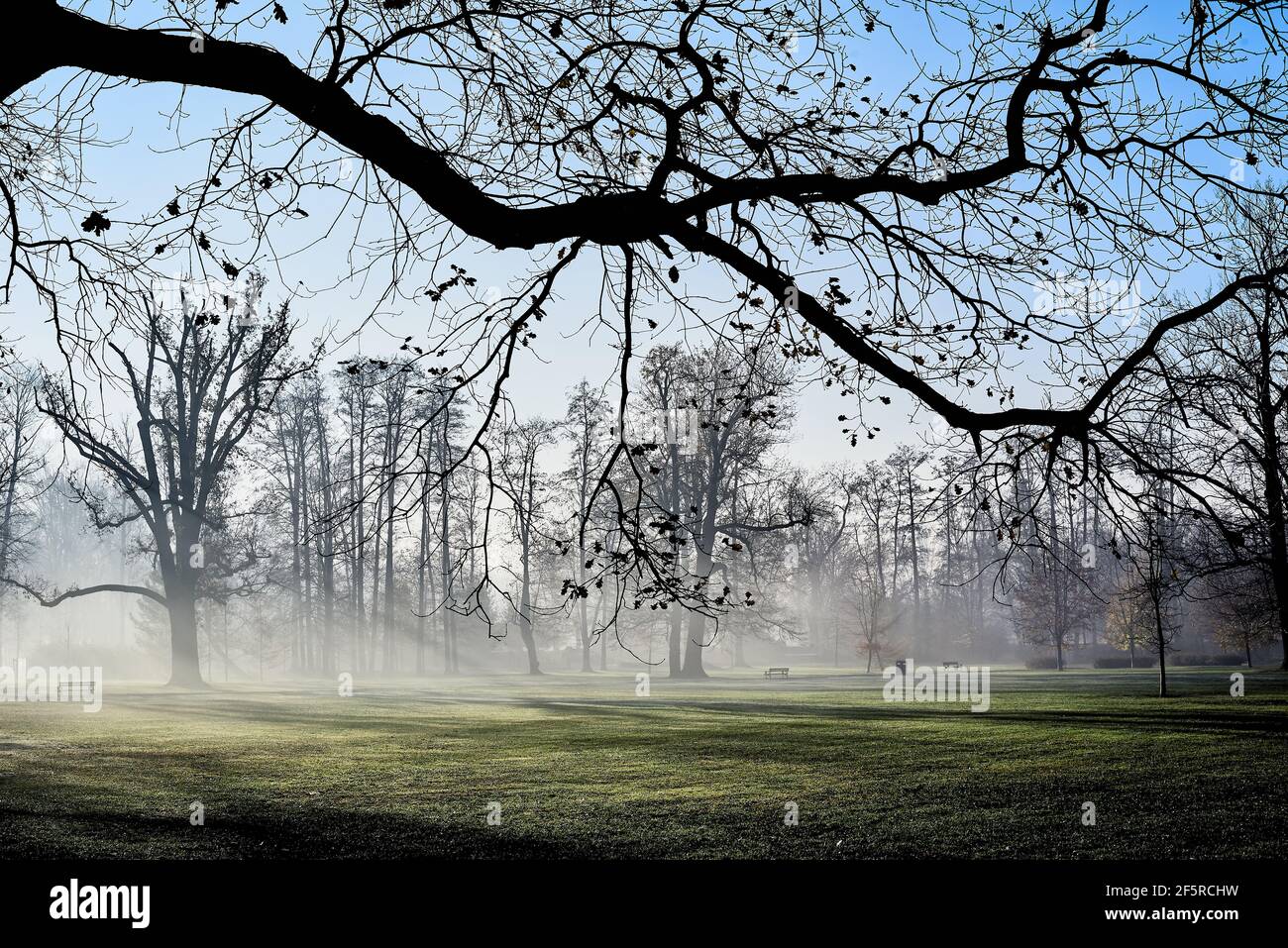 Une matinée brumeuse dans le parc. Lomnica. Pologne. Banque D'Images