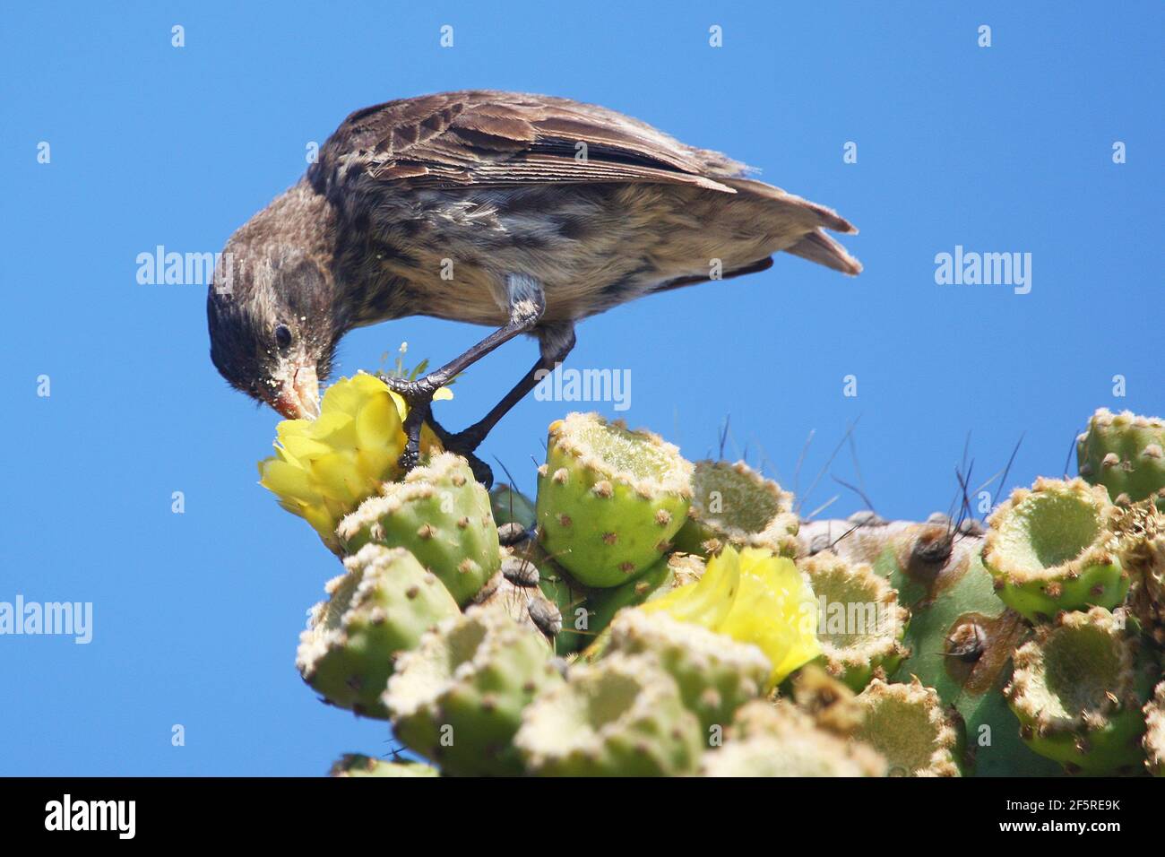 Cactus finch se nourrissant dans les îles Galapagos Banque D'Images