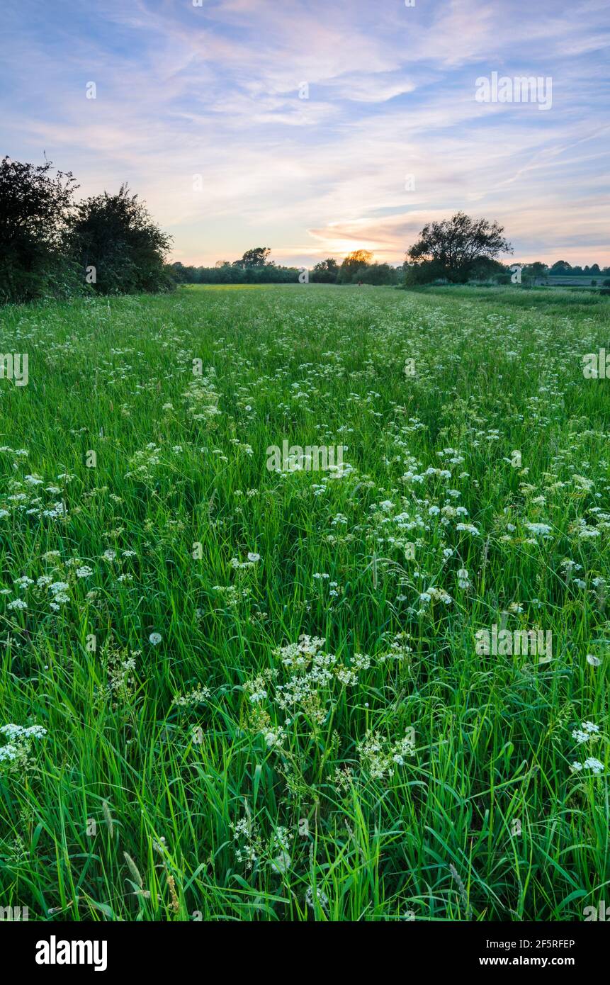 Le soleil se couche sur des champs de fleurs sauvages bordant la rivière avon, à Eckington, Worcestershire, Angleterre. Banque D'Images