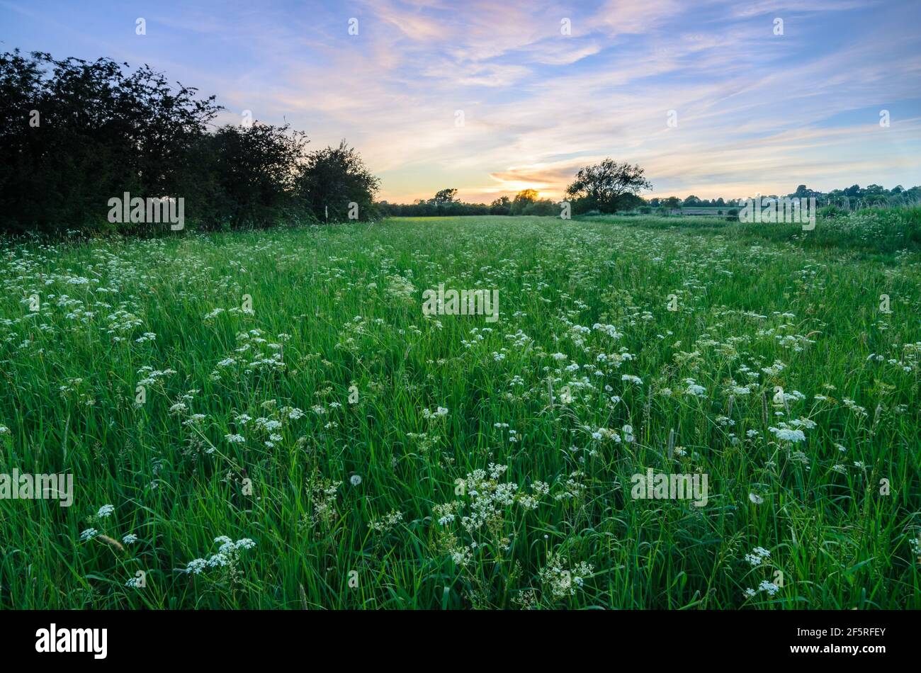 Le soleil se couche sur des champs de fleurs sauvages bordant la rivière avon, à Eckington, Worcestershire, Angleterre. Banque D'Images