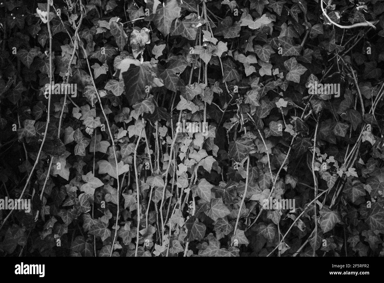 De plus en plus un mur de lierre Banque D'Images