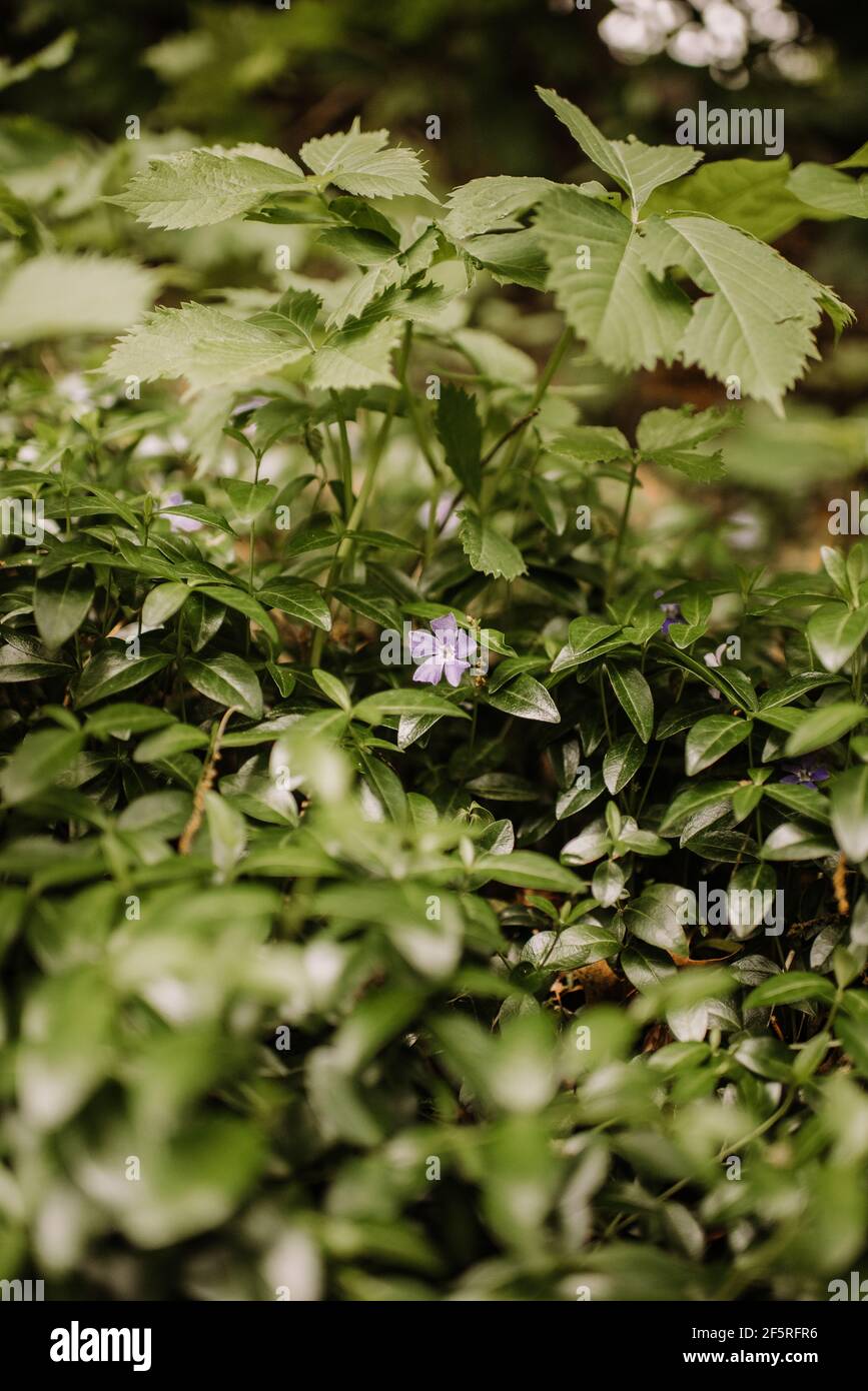 Periwinkle croissant dans les bois Banque D'Images