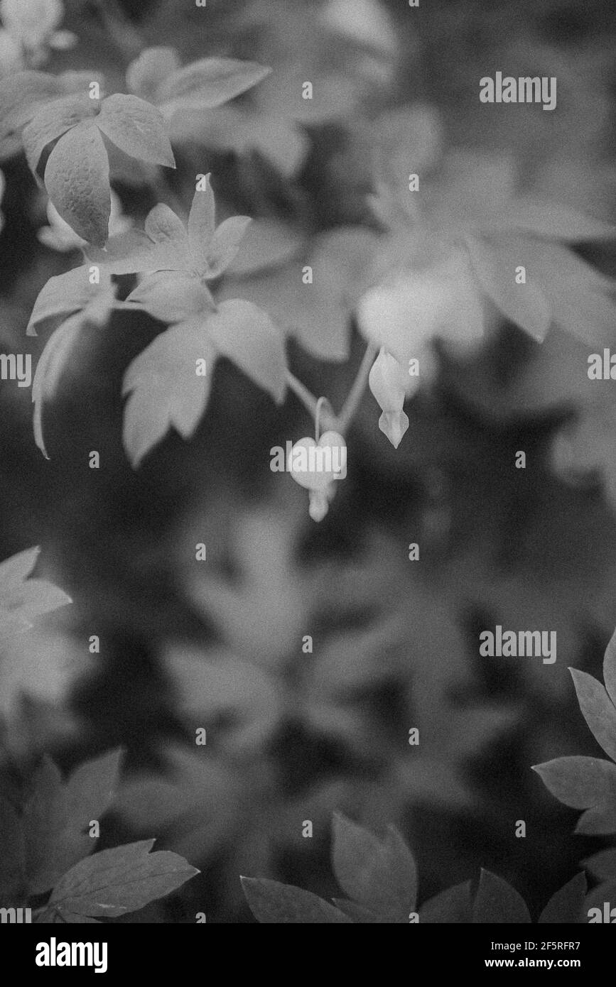 Asiatique saignement coeur fleurs en croissance Banque D'Images