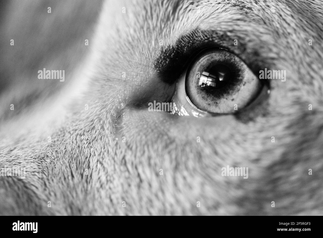 Gros plan de l'œil d'un chien mixte (American Staffordshire Pit Bull Terrier et American Pit Bull Terrier) (Canis lupus familiaris). Banque D'Images