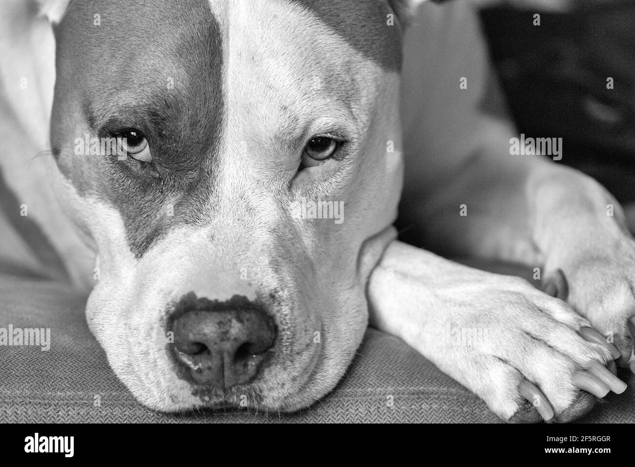 Un chien mixte (American Staffordshire Pit Bull Terrier et American Pit Bull Terrier) (Canis lupus familiaris) regarde directement dans la caméra Banque D'Images