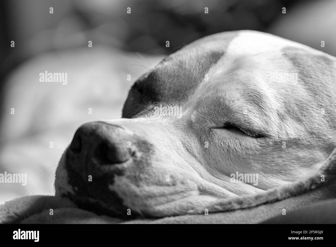 Un chien mixte (American Staffordshire Pit Bull Terrier et American Pit Bull Terrier) (Canis lupus familiaris) pour 2 personnes Banque D'Images