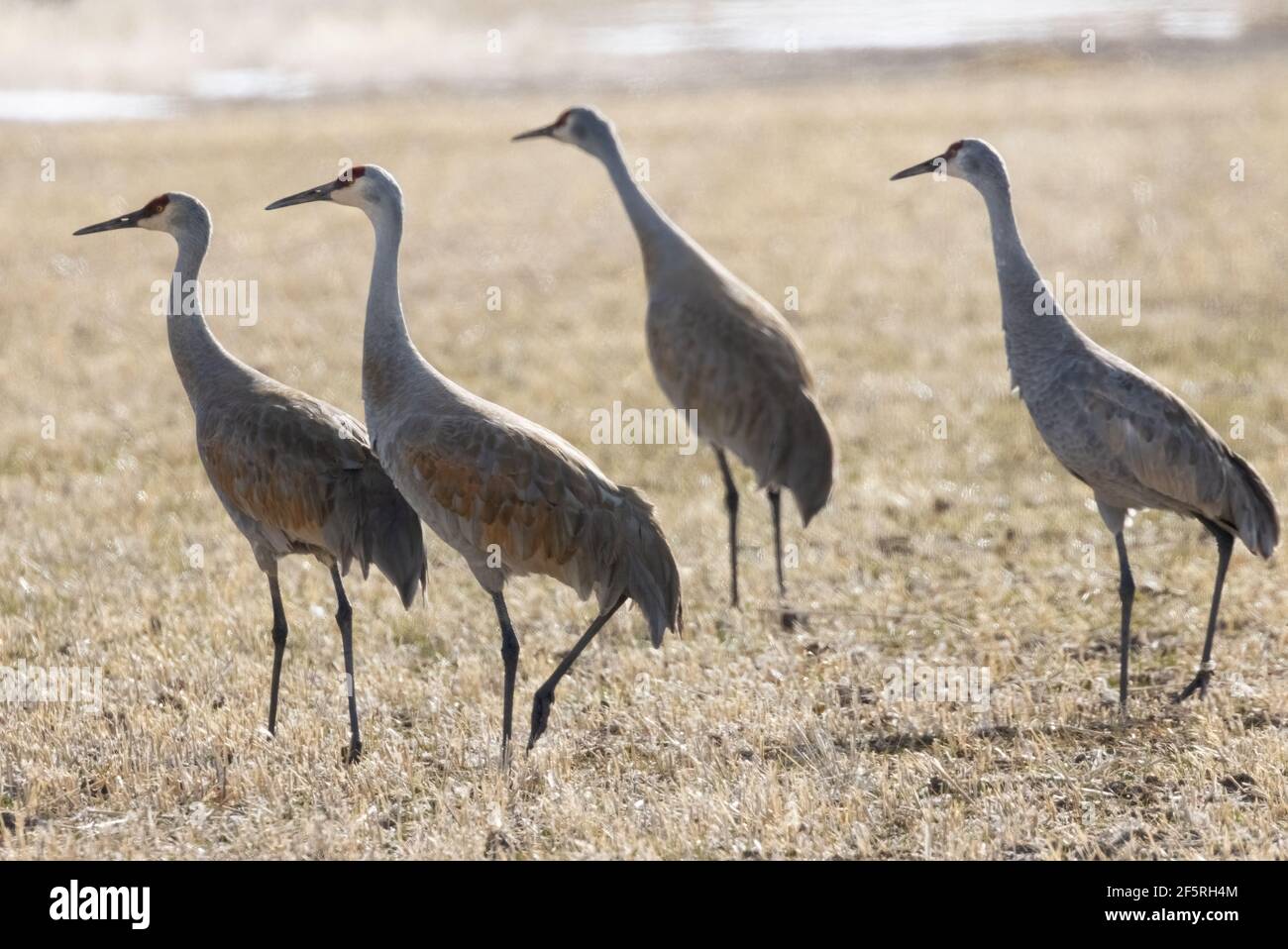 Oiseaux De Colorado Banque D Image Et Photos Alamy