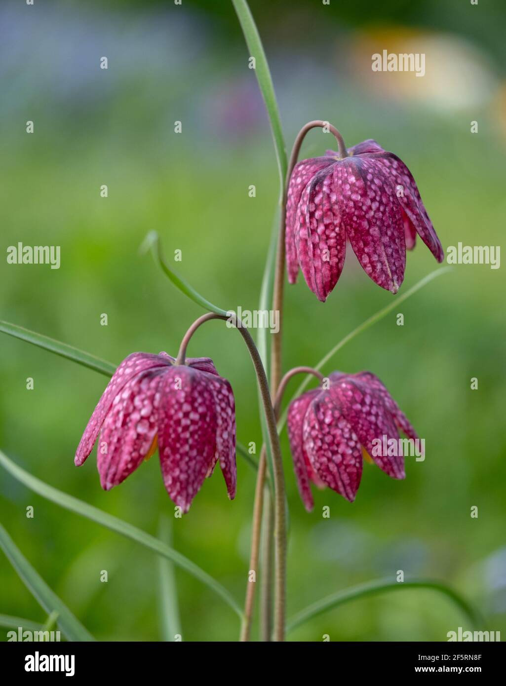 Superbes fleurs Fritillaires de Snake's Head qui poussent sauvages dans l'herbe, à Eastcote House Gardens, dans le quartier londonien de Hillingdon, au Royaume-Uni. Banque D'Images