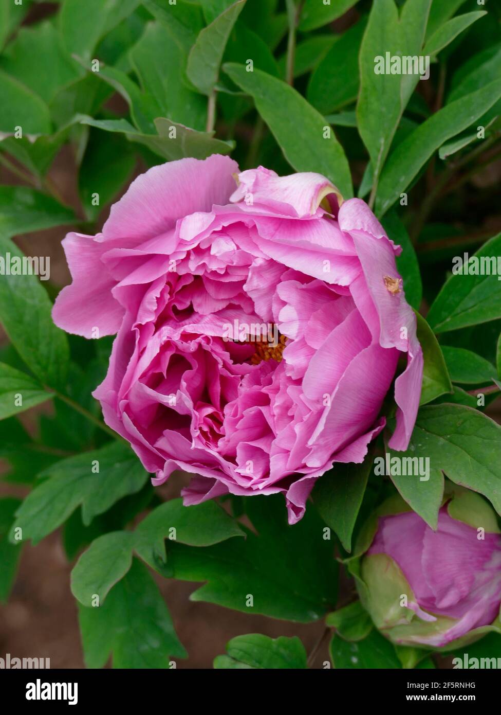 Pivoine rose douce en fleur d'un arbre dans un pivoine Jardin Banque D'Images
