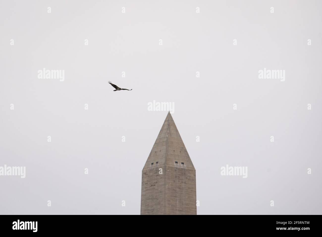 Washington, États-Unis. 27 mars 2021. Un Osprey survole le bassin de marée avec le Washington Monument en arrière-plan, à Washington, DC, le samedi 27 mars, 2021, au milieu de la pandémie du coronavirus. Des fleurs d'arbres fleurissent dans la région de Washington samedi, alors que le pic de floraison des cerisiers autour du bassin de Tidal était prévu pour la semaine à venir. (Graeme Sloan/Sipa USA) Credit: SIPA USA/Alay Live News Banque D'Images