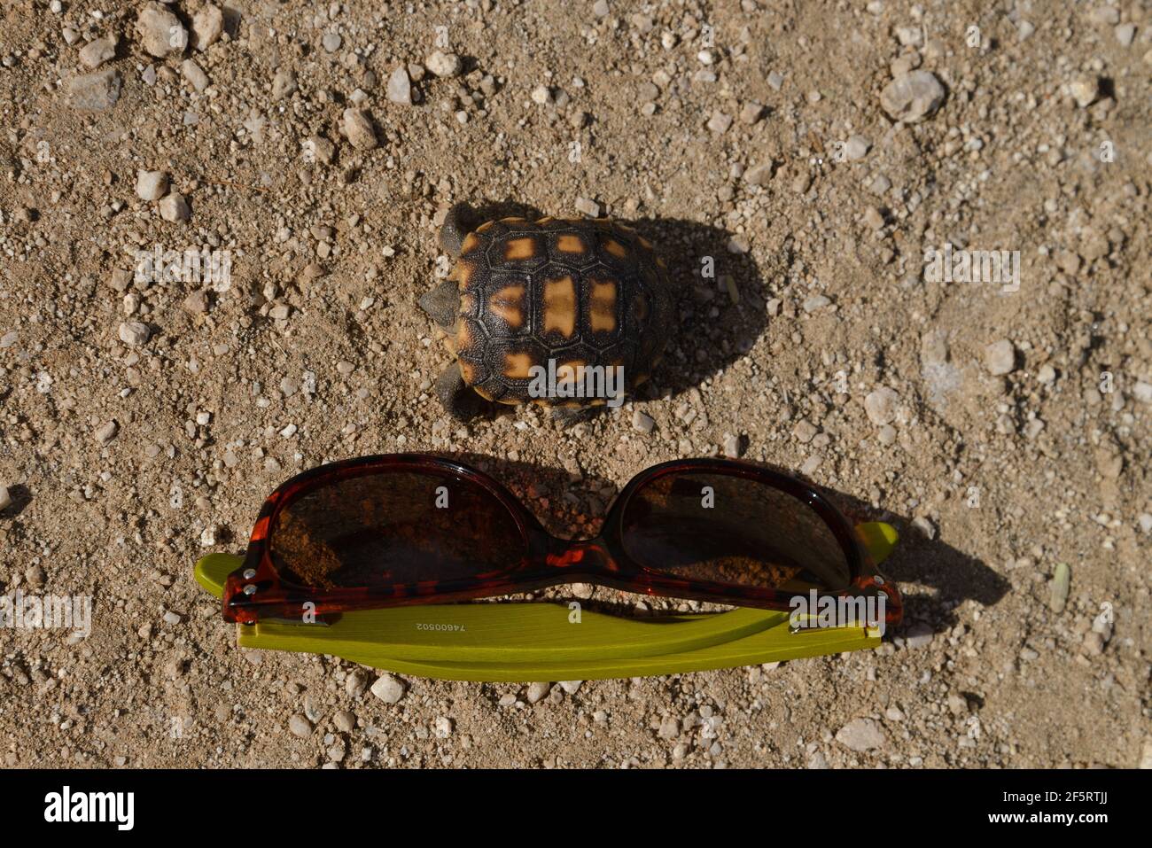 Une tortue désertique récemment hachée à côté de lunettes de soleil pour la comparaison de taille, Sonoran Desert, Catalina, Arizona, Etats-Unis. Banque D'Images