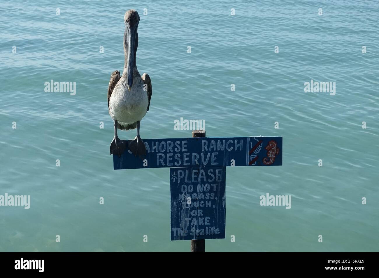 Belize Caye Caulker Island - pélicans bruns - Pelecanus occidentalis Banque D'Images