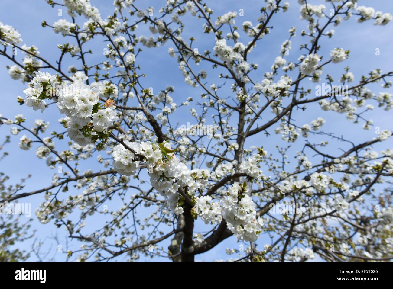 Fleurs de cerisier photographiées entre des fermes mitoyennes, pleines de cerisiers en fleurs à Valdastillas. Avec plus d'un million et demi de cerisiers, la région d'Estrémadure de la vallée de Jerte célèbre chaque année pendant la deuxième moitié de mars le festival de cerisiers en fleurs (Fiesta del Cerezo en Flor), Déclaré d'intérêt touristique national. Cette année, il a été annulé à nouveau en raison de la situation pandémique et outre la fermeture du périmètre régional, il y a eu plusieurs annulations d'hospitalité comme beaucoup de visiteurs sont de l'extérieur de l'Estrémadure. (Photo de Gustavo Valiente/SOPA Banque D'Images