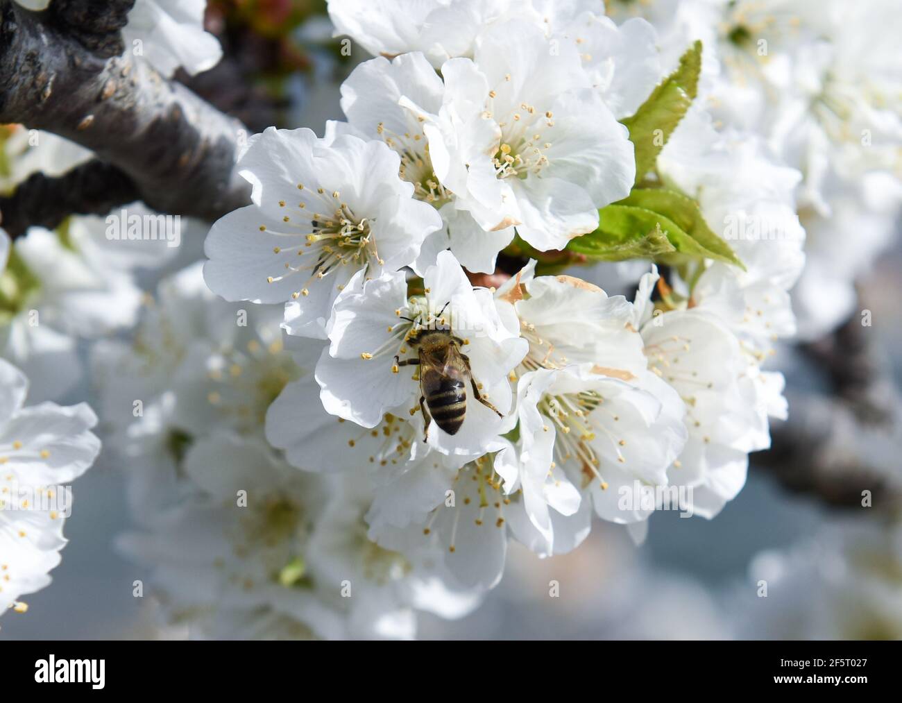 Une abeille travaille parmi les fleurs de cerisier entre les fermes en terrasse, pendant la floraison à Valdastillas.avec plus d'un million et demi de cerisiers, la région d'Estrémadure de la vallée de Jerte, célèbre chaque année pendant la deuxième moitié de mars le festival de cerisiers en fleurs (Fiesta del Cerezo en Flor), Déclaré d'intérêt touristique national. Cette année, il a été annulé à nouveau en raison de la situation pandémique et outre la fermeture du périmètre régional, il y a eu plusieurs annulations d'hospitalité comme beaucoup de visiteurs sont de l'extérieur de l'Estrémadure. (Photo de Gustavo Valiente/SOPA Images/Sipa USA) Banque D'Images