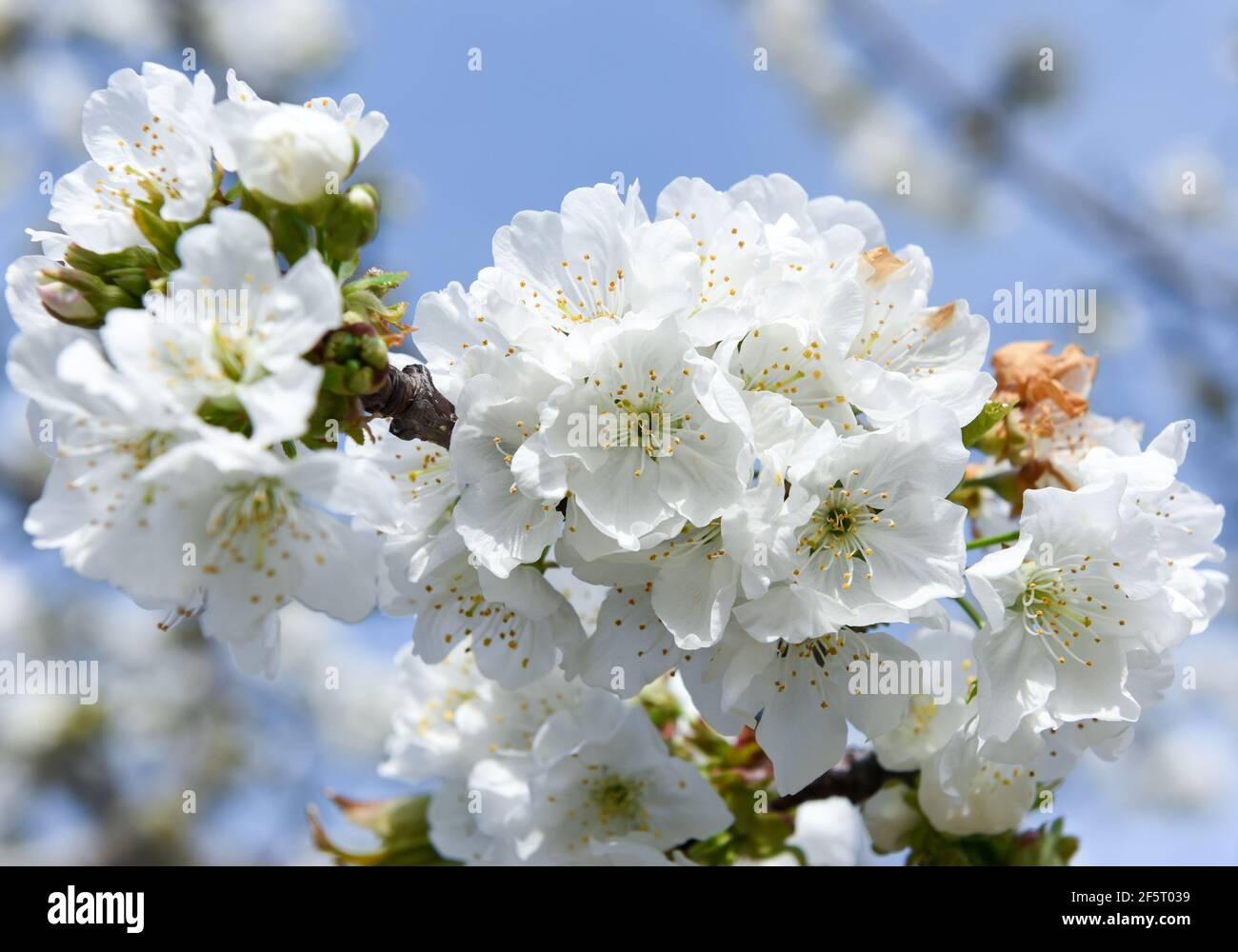 Fleurs de cerisier photographiées entre des fermes mitoyennes, pleines de cerisiers en fleurs à Valdastillas. Avec plus d'un million et demi de cerisiers, la région d'Estrémadure de la vallée de Jerte célèbre chaque année pendant la deuxième moitié de mars le festival de cerisiers en fleurs (Fiesta del Cerezo en Flor), Déclaré d'intérêt touristique national. Cette année, il a été annulé à nouveau en raison de la situation pandémique et outre la fermeture du périmètre régional, il y a eu plusieurs annulations d'hospitalité comme beaucoup de visiteurs sont de l'extérieur de l'Estrémadure. (Photo de Gustavo Valiente/SOPA Banque D'Images